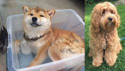 Shiba Inu vs Cockapoo - Breed Comparison