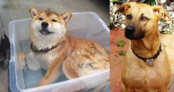 Shiba Inu vs Combai - Breed Comparison