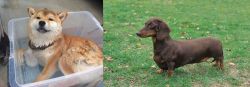 Shiba Inu vs Dachshund - Breed Comparison