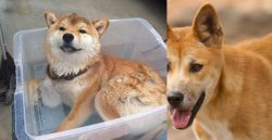 Shiba Inu vs Dingo - Breed Comparison