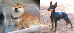 Shiba Inu vs English Toy Terrier (Black & Tan) - Breed Comparison