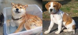 Shiba Inu vs Francais Blanc et Orange - Breed Comparison