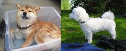 Shiba Inu vs Franzuskaya Bolonka - Breed Comparison