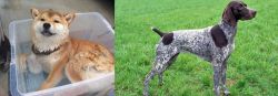 Shiba Inu vs German Shorthaired Pointer - Breed Comparison