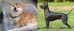 Shiba Inu vs Hairless Khala - Breed Comparison