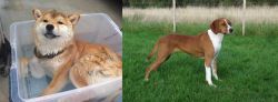 Shiba Inu vs Hygenhund - Breed Comparison