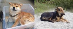 Shiba Inu vs Indian Pariah Dog - Breed Comparison