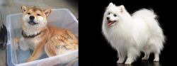 Shiba Inu vs Japanese Spitz - Breed Comparison