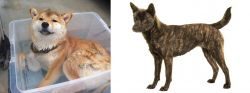 Shiba Inu vs Kai Ken - Breed Comparison