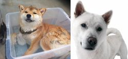 Shiba Inu vs Kishu - Breed Comparison