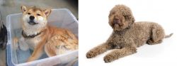 Shiba Inu vs Lagotto Romagnolo - Breed Comparison