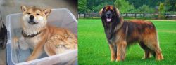 Shiba Inu vs Leonberger - Breed Comparison