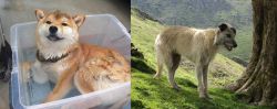Shiba Inu vs Lurcher - Breed Comparison