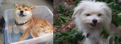 Shiba Inu vs Malti-Pom - Breed Comparison