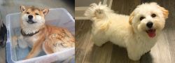 Shiba Inu vs Maltipoo - Breed Comparison