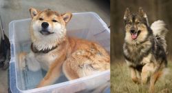 Shiba Inu vs Native American Indian Dog - Breed Comparison