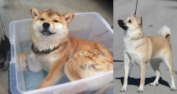 Shiba Inu vs Norwegian Buhund - Breed Comparison