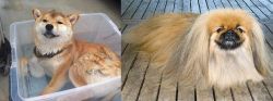 Shiba Inu vs Pekingese - Breed Comparison
