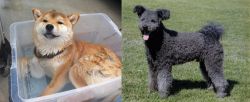 Shiba Inu vs Pumi - Breed Comparison