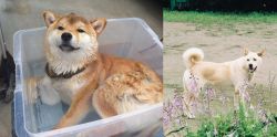 Shiba Inu vs Pungsan Dog - Breed Comparison
