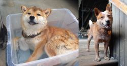 Shiba Inu vs Red Heeler - Breed Comparison