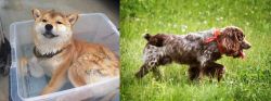 Shiba Inu vs Russian Spaniel - Breed Comparison