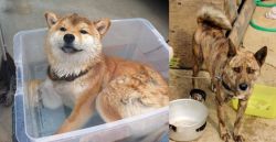 Shiba Inu vs Ryukyu Inu - Breed Comparison