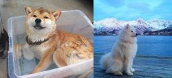 Shiba Inu vs Samoyed - Breed Comparison