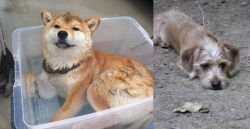 Shiba Inu vs Schweenie - Breed Comparison