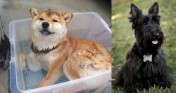 Shiba Inu vs Scoland Terrier - Breed Comparison