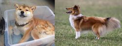 Shiba Inu vs Shetland Sheepdog - Breed Comparison