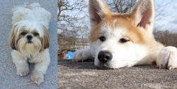 Shih Tzu vs Akita - Breed Comparison
