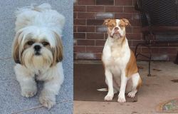 Shih Tzu vs Alapaha Blue Blood Bulldog - Breed Comparison