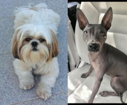 Shih Tzu vs American Hairless Terrier - Breed Comparison