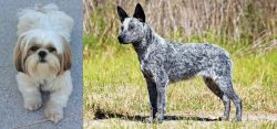 Shih Tzu vs Australian Stumpy Tail Cattle Dog - Breed Comparison
