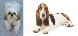 Shih Tzu vs Basset Hound - Breed Comparison