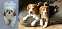Shih Tzu vs Beagle - Breed Comparison