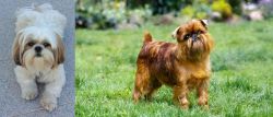 Shih Tzu vs Belgian Griffon - Breed Comparison