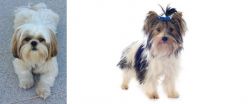 Shih Tzu vs Biewer - Breed Comparison