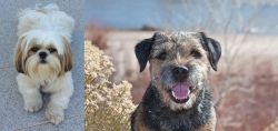 Shih Tzu vs Border Terrier - Breed Comparison