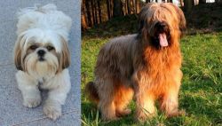 Shih Tzu vs Briard - Breed Comparison