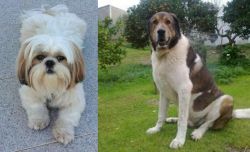 Shih Tzu vs Cao de Gado Transmontano - Breed Comparison