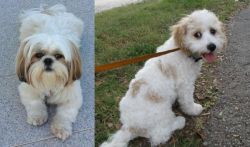 Shih Tzu vs Cavachon - Breed Comparison