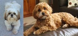 Shih Tzu vs Cavapoo - Breed Comparison