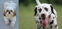 Shih Tzu vs Dalmatian - Breed Comparison