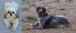 Shih Tzu vs Deutsch Drahthaar - Breed Comparison