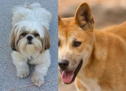 Shih Tzu vs Dingo - Breed Comparison