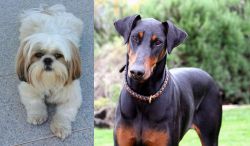 Shih Tzu vs Doberman Pinscher - Breed Comparison