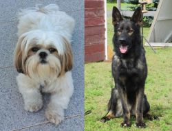 Shih Tzu vs East German Shepherd - Breed Comparison