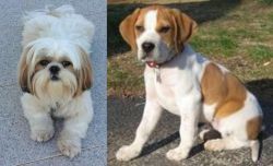 Shih Tzu vs Francais Blanc et Orange - Breed Comparison